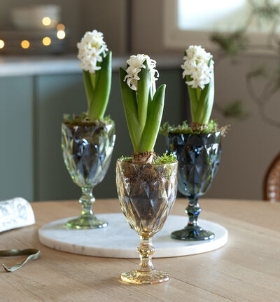 Svibel i glasspotte med stett Svibel i glasspotte med stett